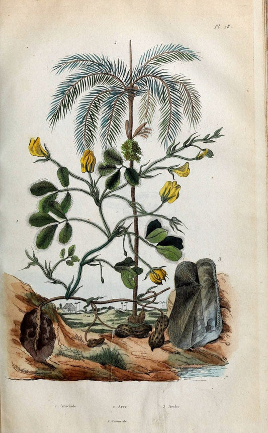Dictionnaire pittoresque d'histoire naturelle et des phÃ©nomÃ¨nes de la nature. v.1Paris1833-[1840] |  | Vintage Print Reproduction 469900