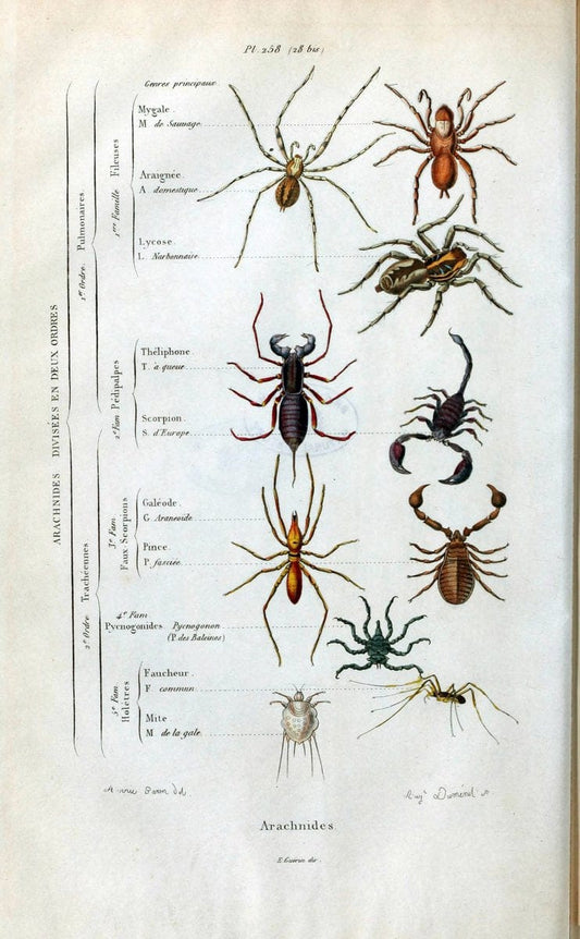 Dictionnaire pittoresque d'histoire naturelle et des phÃ©nomÃ¨nes de la nature. v.1Paris1833-[1840] |  | Vintage Print Reproduction 469901