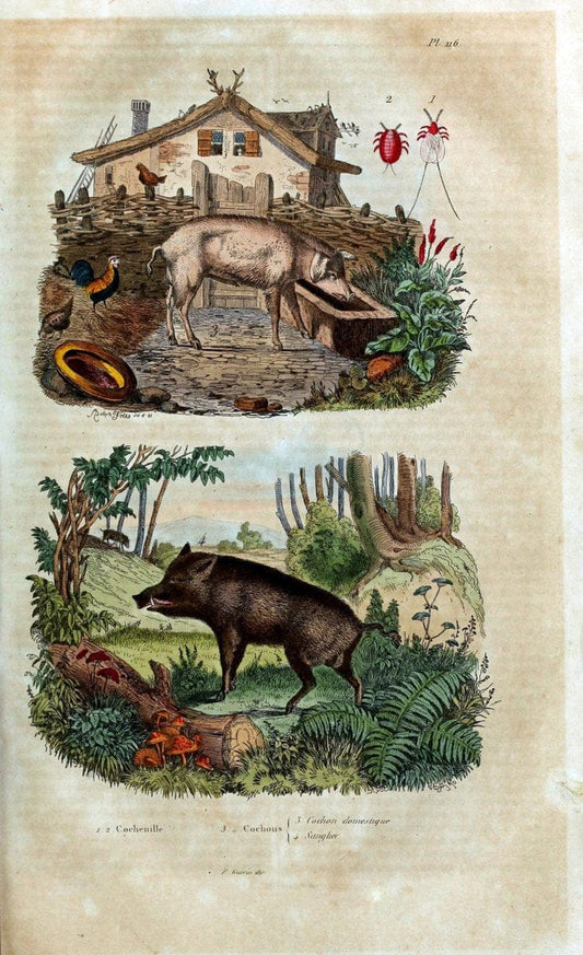 Dictionnaire pittoresque d'histoire naturelle et des phÃ©nomÃ¨nes de la nature /.Paris1833-[1840].. |  | Vintage Print Reproduction 469902