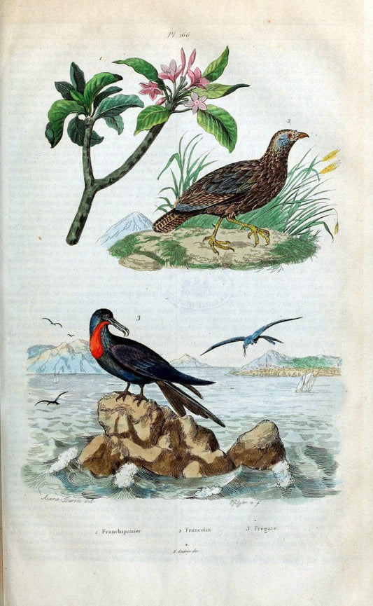 Dictionnaire pittoresque d'histoire naturelle et des phÃ©nomÃ¨nes de la nature /.Paris1833-[1840].. |  | Vintage Print Reproduction 469903