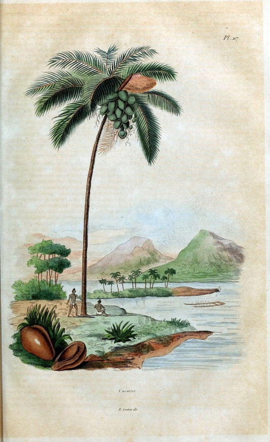 Dictionnaire pittoresque d'histoire naturelle et des phÃ©nomÃ¨nes de la nature /.Paris1833-[1840].. |  | Vintage Print Reproduction 469904