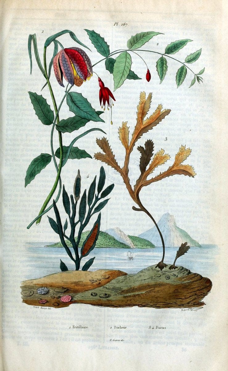 Dictionnaire pittoresque d'histoire naturelle et des phÃ©nomÃ¨nes de la nature /.Paris1833-[1840].. |  | Vintage Print Reproduction 469906