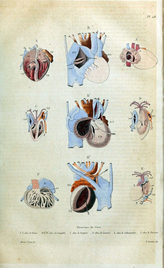 Dictionnaire pittoresque d'histoire naturelle et des phÃ©nomÃ¨nes de la nature /.Paris1833-[1840].. |  | Vintage Print Reproduction 469907