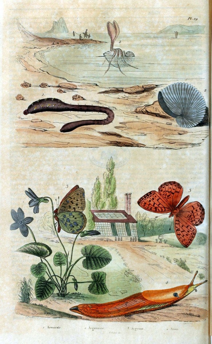 Dictionnaire pittoresque d'histoire naturelle et des phÃ©nomÃ¨nes de la nature. v.1Paris1833-[1840] |  | Vintage Print Reproduction 469908