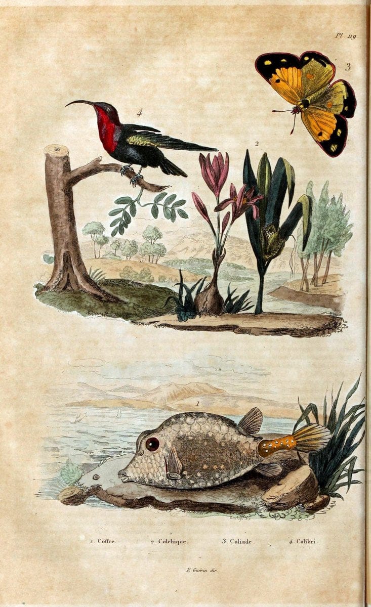 Dictionnaire pittoresque d'histoire naturelle et des phÃ©nomÃ¨nes de la nature /.Paris1833-[1840].. |  | Vintage Print Reproduction 469909