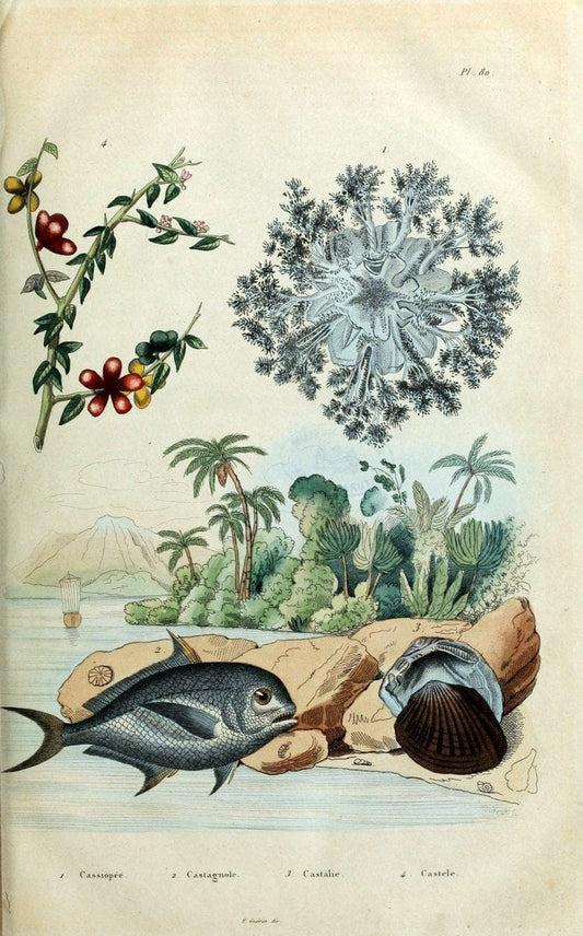 Dictionnaire pittoresque d'histoire naturelle et des phÃ©nomÃ¨nes de la nature /.Paris1833-[1840].. |  | Vintage Print Reproduction 469910