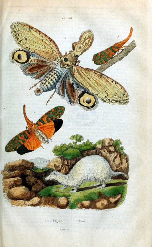 Dictionnaire pittoresque d'histoire naturelle et des phÃ©nomÃ¨nes de la nature /.Paris1833-[1840].. |  | Vintage Print Reproduction 469912