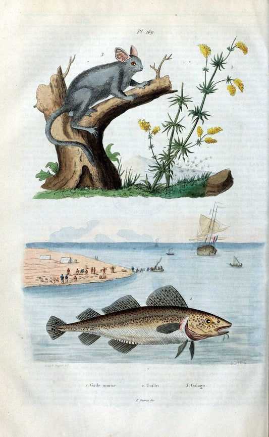 Dictionnaire pittoresque d'histoire naturelle et des phÃ©nomÃ¨nes de la nature /.Paris1833-[1840].. |  | Vintage Print Reproduction 469913