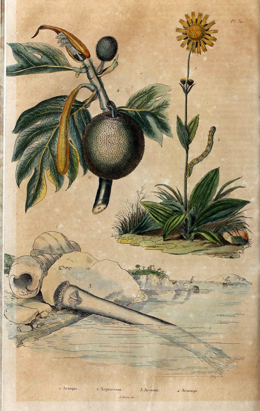 Dictionnaire pittoresque d'histoire naturelle et des phÃ©nomÃ¨nes de la nature. v.1Paris1833-[1840] |  | Vintage Print Reproduction 469914
