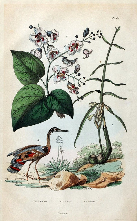 Dictionnaire pittoresque d'histoire naturelle et des phÃ©nomÃ¨nes de la nature /.Paris1833-[1840].. |  | Vintage Print Reproduction 469916