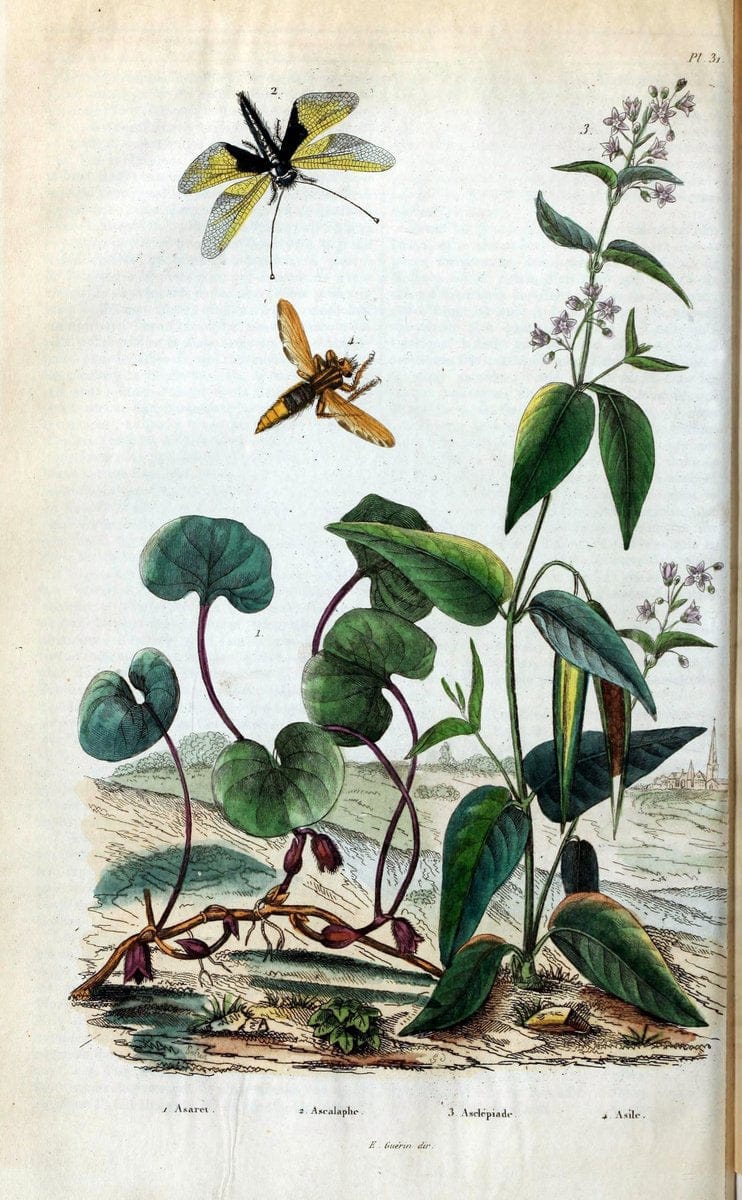 Dictionnaire pittoresque d'histoire naturelle et des phÃ©nomÃ¨nes de la nature. v.1Paris1833-[1840] |  | Vintage Print Reproduction 469917