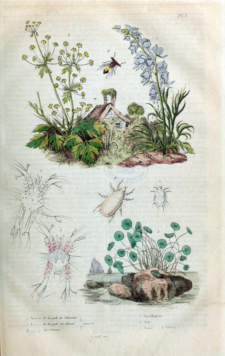 Dictionnaire pittoresque d'histoire naturelle et des phÃ©nomÃ¨nes de la nature. v.1Paris1833-[1840] |  | Vintage Print Reproduction 469918