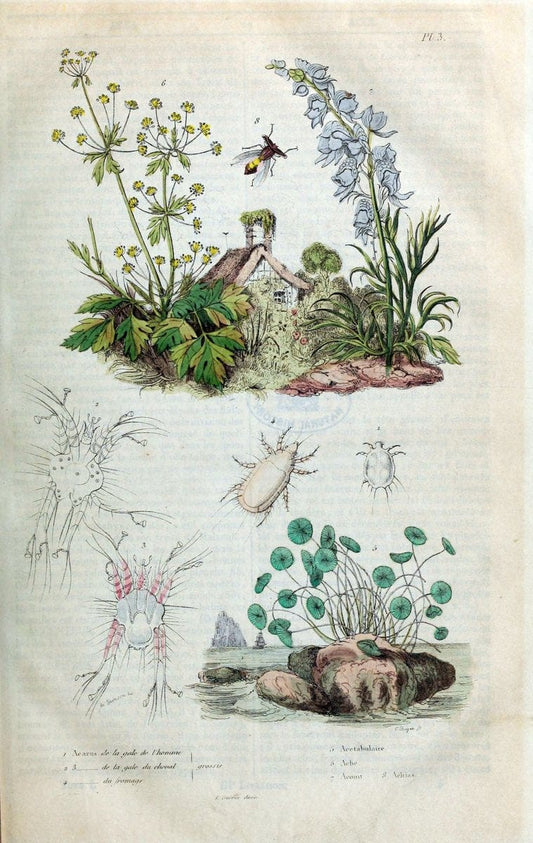 Dictionnaire pittoresque d'histoire naturelle et des phÃ©nomÃ¨nes de la nature. v.1Paris1833-[1840] |  | Vintage Print Reproduction 469918