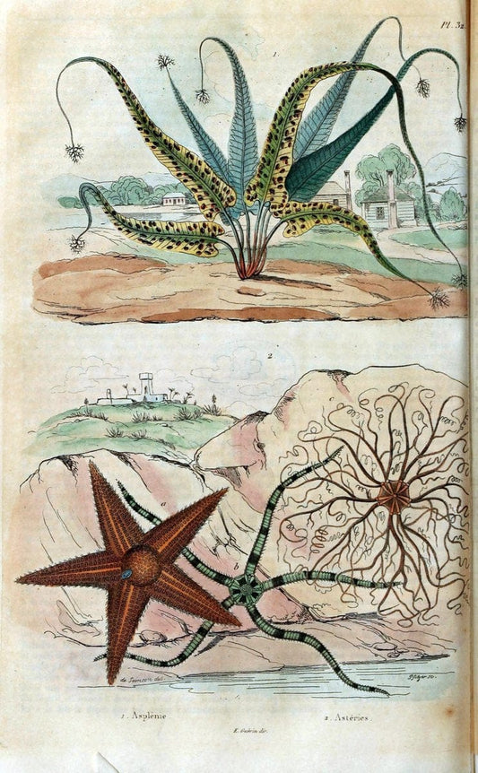 Dictionnaire pittoresque d'histoire naturelle et des phÃ©nomÃ¨nes de la nature. v.1Paris1833-[1840] |  | Vintage Print Reproduction 469921