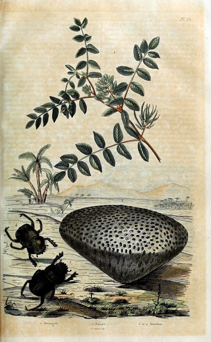 Dictionnaire pittoresque d'histoire naturelle et des phÃ©nomÃ¨nes de la nature. v.1Paris1833-[1840] |  | Vintage Print Reproduction 469923
