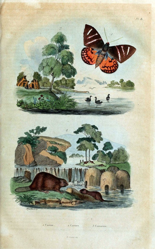 Dictionnaire pittoresque d'histoire naturelle et des phÃ©nomÃ¨nes de la nature /.Paris1833-[1840].. |  | Vintage Print Reproduction 469924