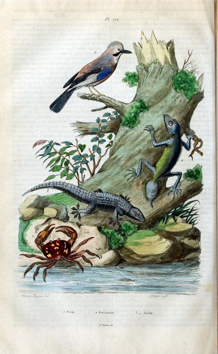 Dictionnaire pittoresque d'histoire naturelle et des phÃ©nomÃ¨nes de la nature /.Paris1833-[1840].. |  | Vintage Print Reproduction 469925