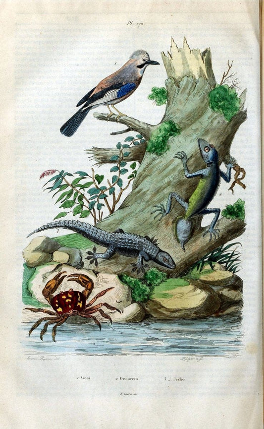 Dictionnaire pittoresque d'histoire naturelle et des phÃ©nomÃ¨nes de la nature /.Paris1833-[1840].. |  | Vintage Print Reproduction 469925