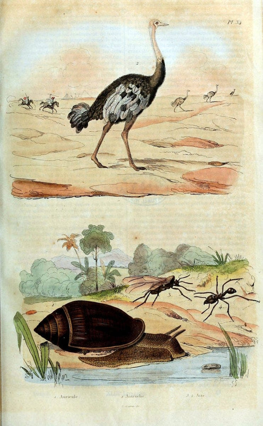 Dictionnaire pittoresque d'histoire naturelle et des phÃ©nomÃ¨nes de la nature. v.1Paris1833-[1840] |  | Vintage Print Reproduction 469927
