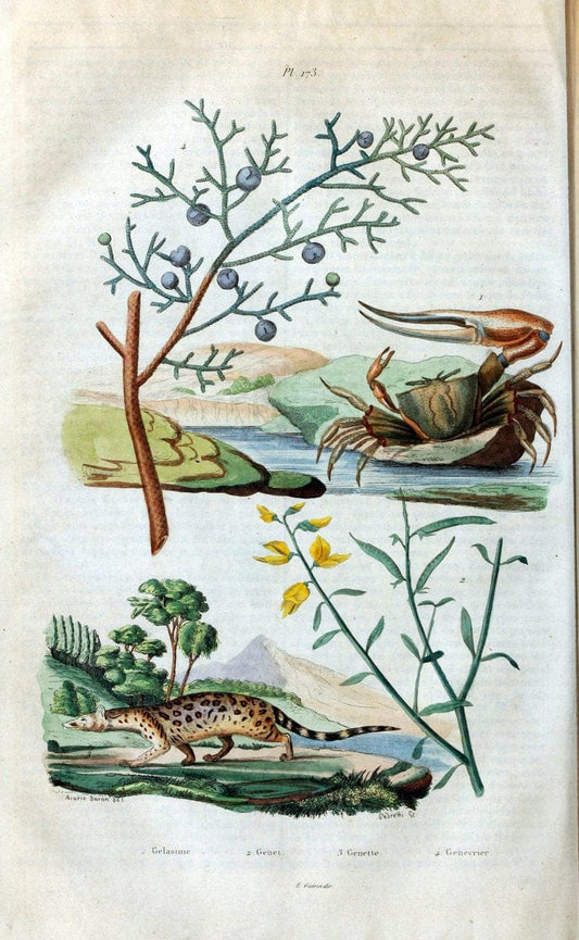 Dictionnaire pittoresque d'histoire naturelle et des phÃ©nomÃ¨nes de la nature /.Paris1833-[1840].. |  | Vintage Print Reproduction 469928