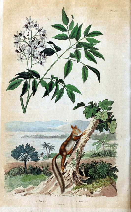 Dictionnaire pittoresque d'histoire naturelle et des phÃ©nomÃ¨nes de la nature. v.1Paris1833-[1840] |  | Vintage Print Reproduction 469931