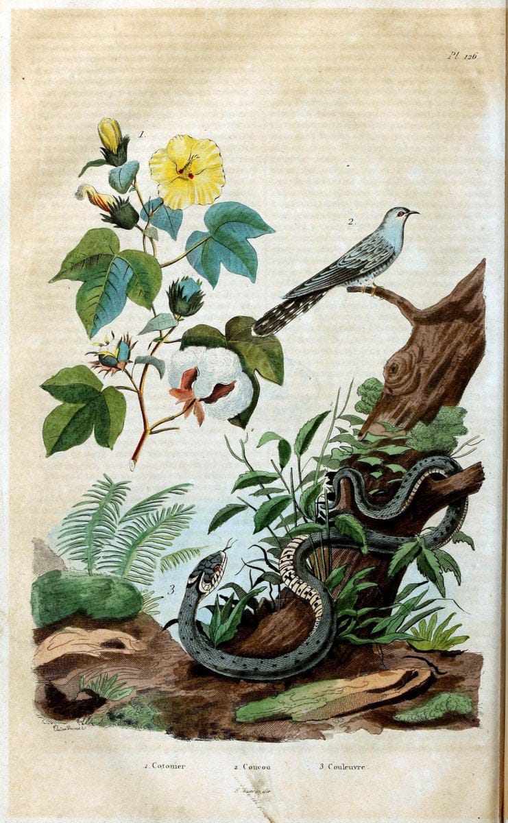 Dictionnaire pittoresque d'histoire naturelle et des phÃ©nomÃ¨nes de la nature /.Paris1833-[1840].. |  | Vintage Print Reproduction 469932