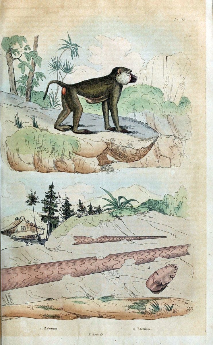 Dictionnaire pittoresque d'histoire naturelle et des phÃ©nomÃ¨nes de la nature. v.1Paris1833-[1840] |  | Vintage Print Reproduction 469934