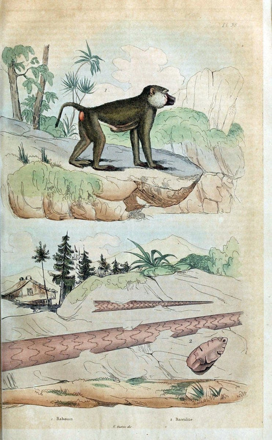 Dictionnaire pittoresque d'histoire naturelle et des phÃ©nomÃ¨nes de la nature. v.1Paris1833-[1840] |  | Vintage Print Reproduction 469934