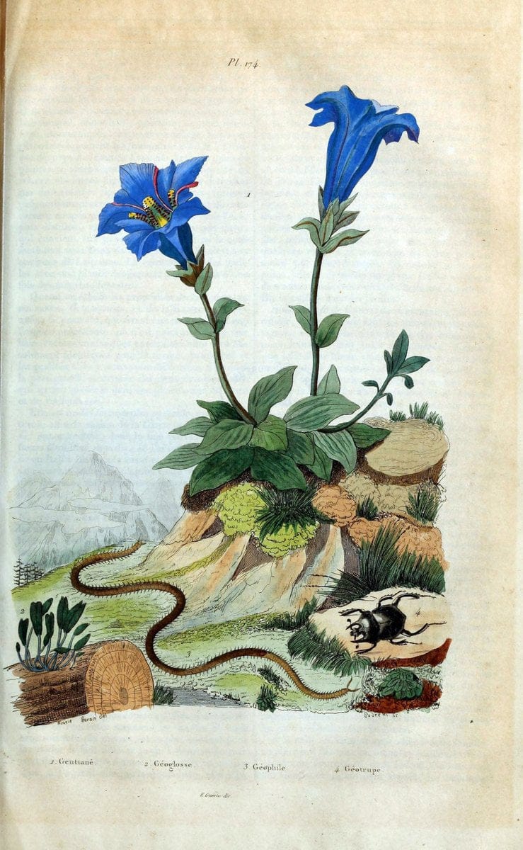 Dictionnaire pittoresque d'histoire naturelle et des phÃ©nomÃ¨nes de la nature /.Paris1833-[1840].. |  | Vintage Print Reproduction 469935