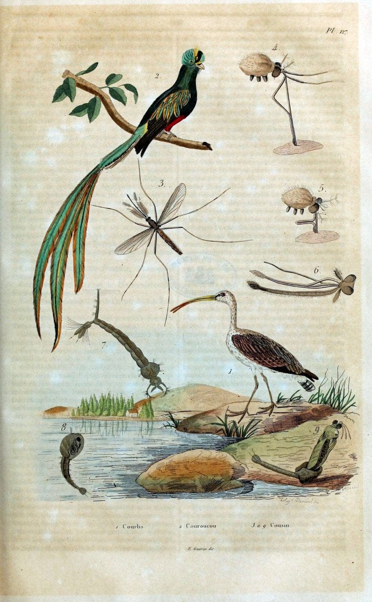 Dictionnaire pittoresque d'histoire naturelle et des phÃ©nomÃ¨nes de la nature /.Paris1833-[1840].. |  | Vintage Print Reproduction 469936