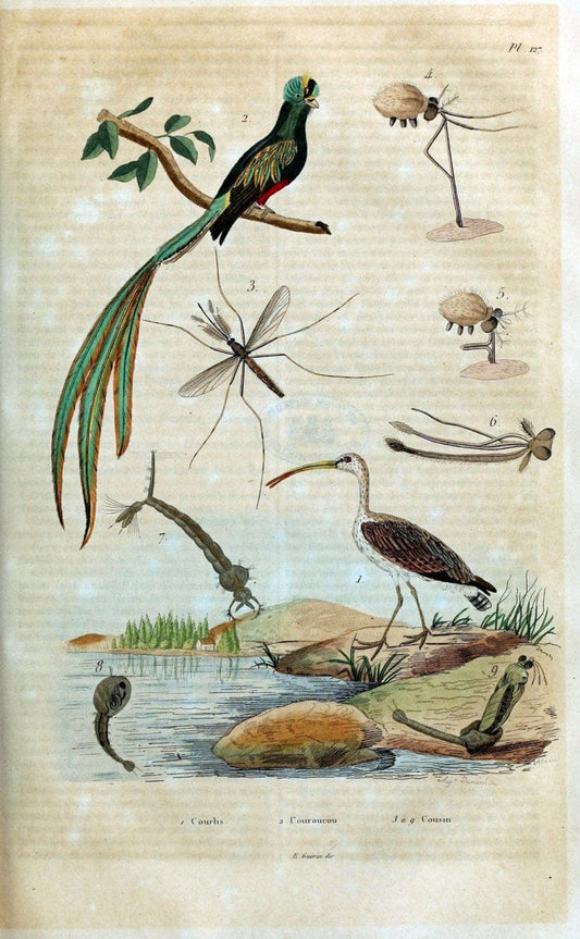 Dictionnaire pittoresque d'histoire naturelle et des phÃ©nomÃ¨nes de la nature /.Paris1833-[1840].. |  | Vintage Print Reproduction 469936
