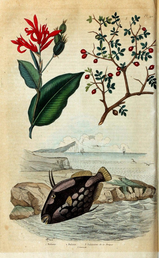 Dictionnaire pittoresque d'histoire naturelle et des phÃ©nomÃ¨nes de la nature. v.1Paris1833-[1840] |  | Vintage Print Reproduction 469940