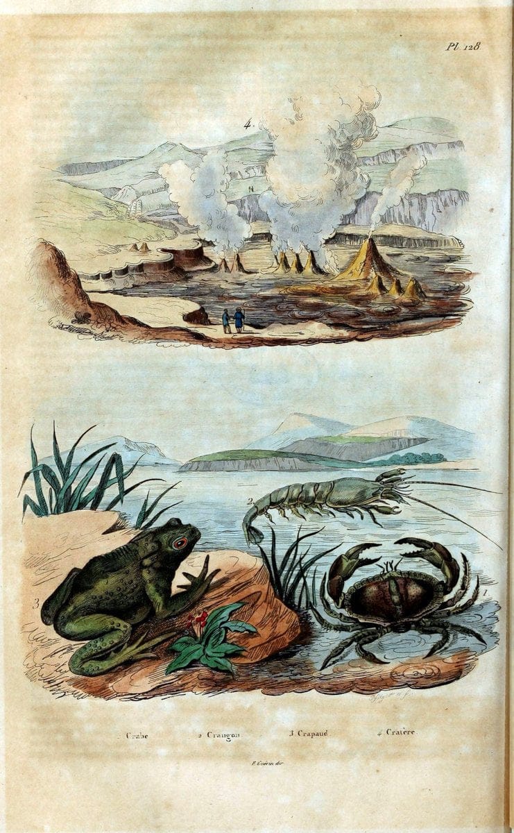 Dictionnaire pittoresque d'histoire naturelle et des phÃ©nomÃ¨nes de la nature /.Paris1833-[1840].. |  | Vintage Print Reproduction 469941