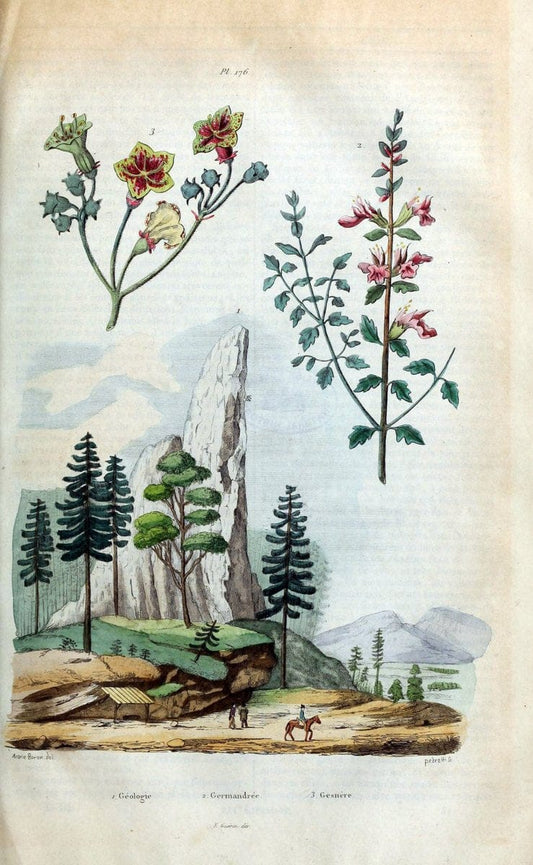 Dictionnaire pittoresque d'histoire naturelle et des phÃ©nomÃ¨nes de la nature /.Paris1833-[1840].. |  | Vintage Print Reproduction 469942