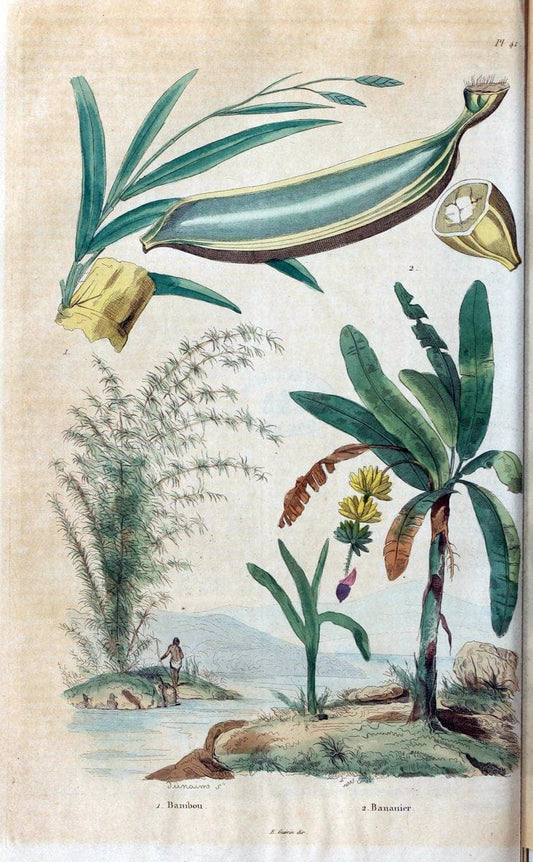 Dictionnaire pittoresque d'histoire naturelle et des phÃ©nomÃ¨nes de la nature. v.1Paris1833-[1840] |  | Vintage Print Reproduction 469943