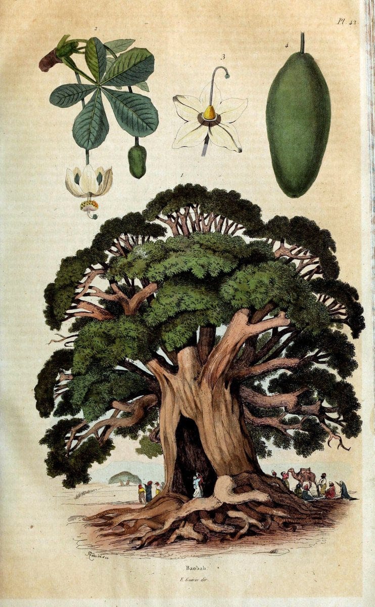 Dictionnaire pittoresque d'histoire naturelle et des phÃ©nomÃ¨nes de la nature. v.1Paris1833-[1840] |  | Vintage Print Reproduction 469944