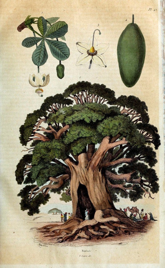 Dictionnaire pittoresque d'histoire naturelle et des phÃ©nomÃ¨nes de la nature. v.1Paris1833-[1840] |  | Vintage Print Reproduction 469944