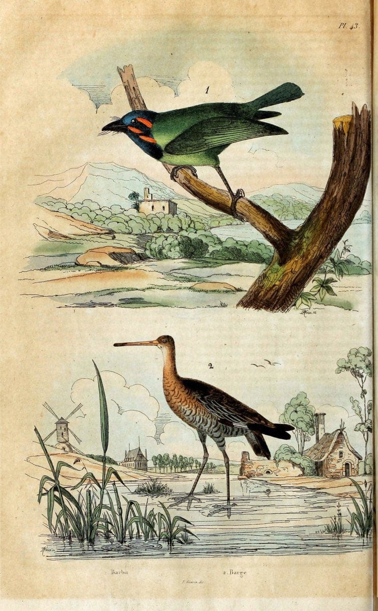 Dictionnaire pittoresque d'histoire naturelle et des phÃ©nomÃ¨nes de la nature. v.1Paris1833-[1840] |  | Vintage Print Reproduction 469945