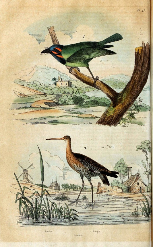 Dictionnaire pittoresque d'histoire naturelle et des phÃ©nomÃ¨nes de la nature. v.1Paris1833-[1840] |  | Vintage Print Reproduction 469945