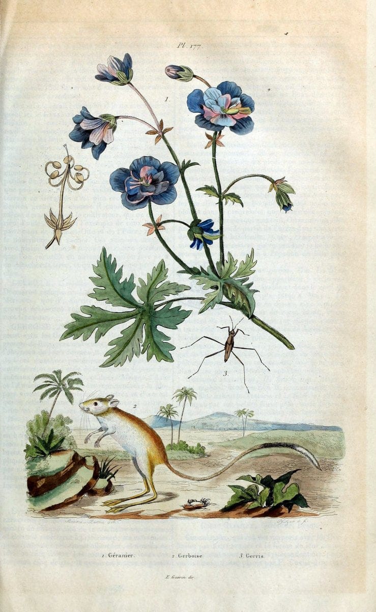 Dictionnaire pittoresque d'histoire naturelle et des phÃ©nomÃ¨nes de la nature /.Paris1833-[1840].. |  | Vintage Print Reproduction 469946