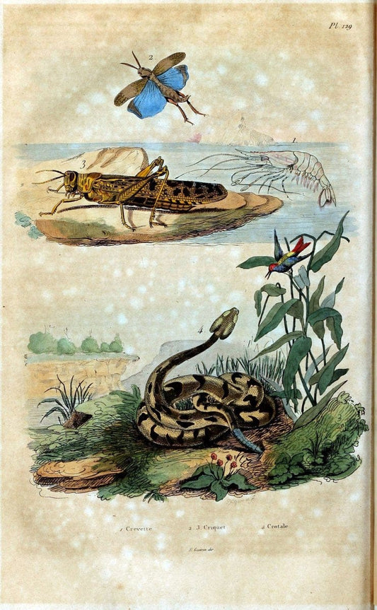 Dictionnaire pittoresque d'histoire naturelle et des phÃ©nomÃ¨nes de la nature /.Paris1833-[1840].. |  | Vintage Print Reproduction 469948
