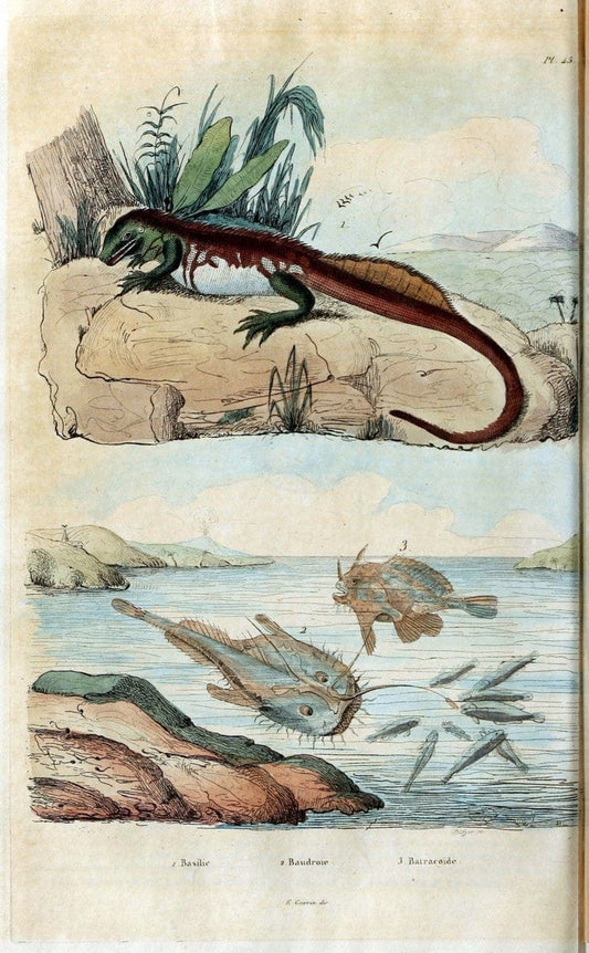Dictionnaire pittoresque d'histoire naturelle et des phÃ©nomÃ¨nes de la nature. v.1Paris1833-[1840] |  | Vintage Print Reproduction 469949