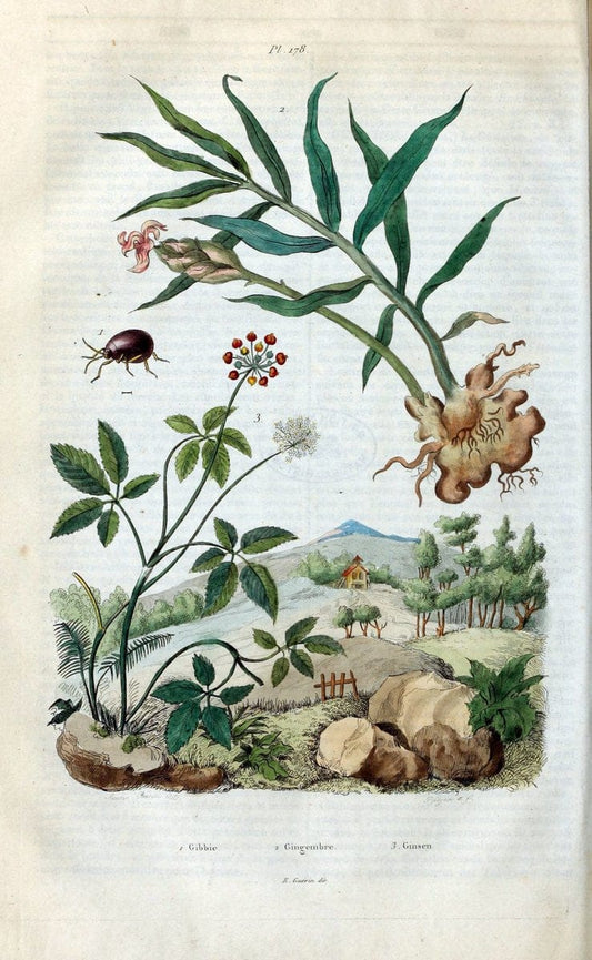 Dictionnaire pittoresque d'histoire naturelle et des phÃ©nomÃ¨nes de la nature /.Paris1833-[1840].. |  | Vintage Print Reproduction 469950