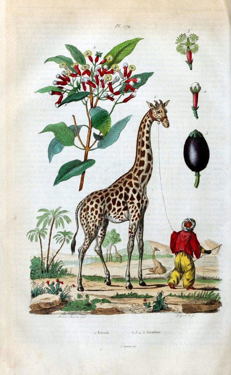 Dictionnaire pittoresque d'histoire naturelle et des phÃ©nomÃ¨nes de la nature /.Paris1833-[1840].. |  | Vintage Print Reproduction 469952