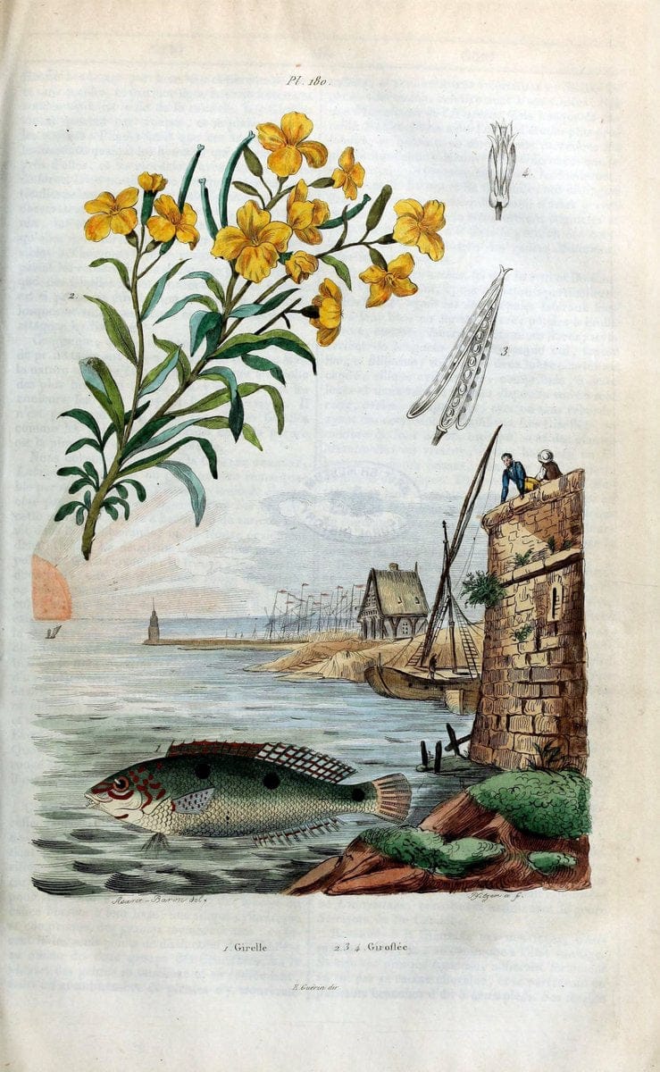 Dictionnaire pittoresque d'histoire naturelle et des phÃ©nomÃ¨nes de la nature /.Paris1833-[1840].. |  | Vintage Print Reproduction 469953