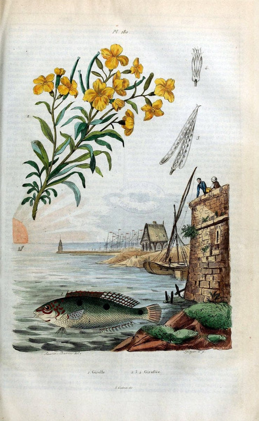 Dictionnaire pittoresque d'histoire naturelle et des phÃ©nomÃ¨nes de la nature /.Paris1833-[1840].. |  | Vintage Print Reproduction 469953