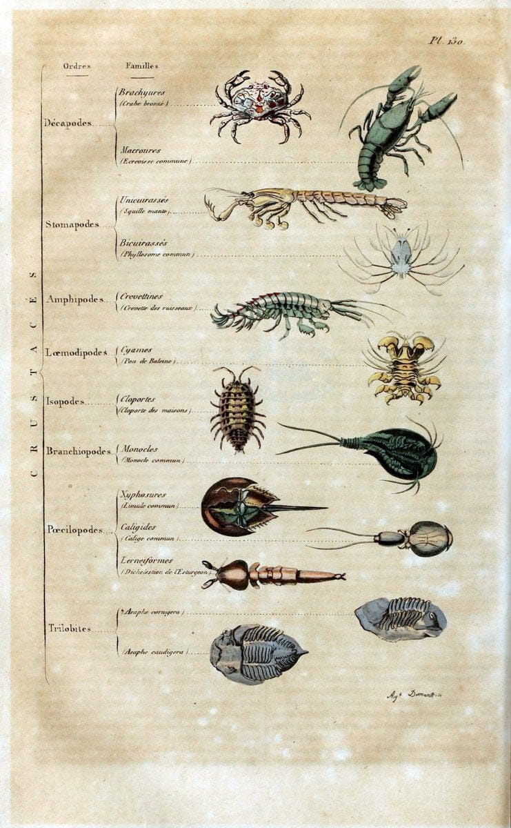 Dictionnaire pittoresque d'histoire naturelle et des phÃ©nomÃ¨nes de la nature /.Paris1833-[1840].. |  | Vintage Print Reproduction 469954