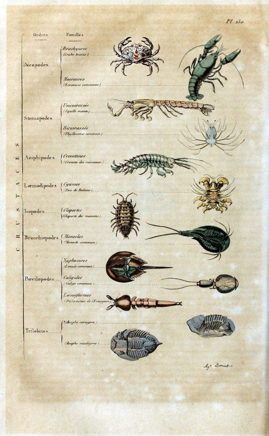 Dictionnaire pittoresque d'histoire naturelle et des phÃ©nomÃ¨nes de la nature /.Paris1833-[1840].. |  | Vintage Print Reproduction 469954