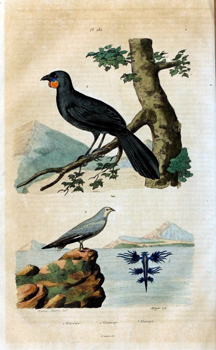 Dictionnaire pittoresque d'histoire naturelle et des phÃ©nomÃ¨nes de la nature /.Paris1833-[1840].. |  | Vintage Print Reproduction 469956