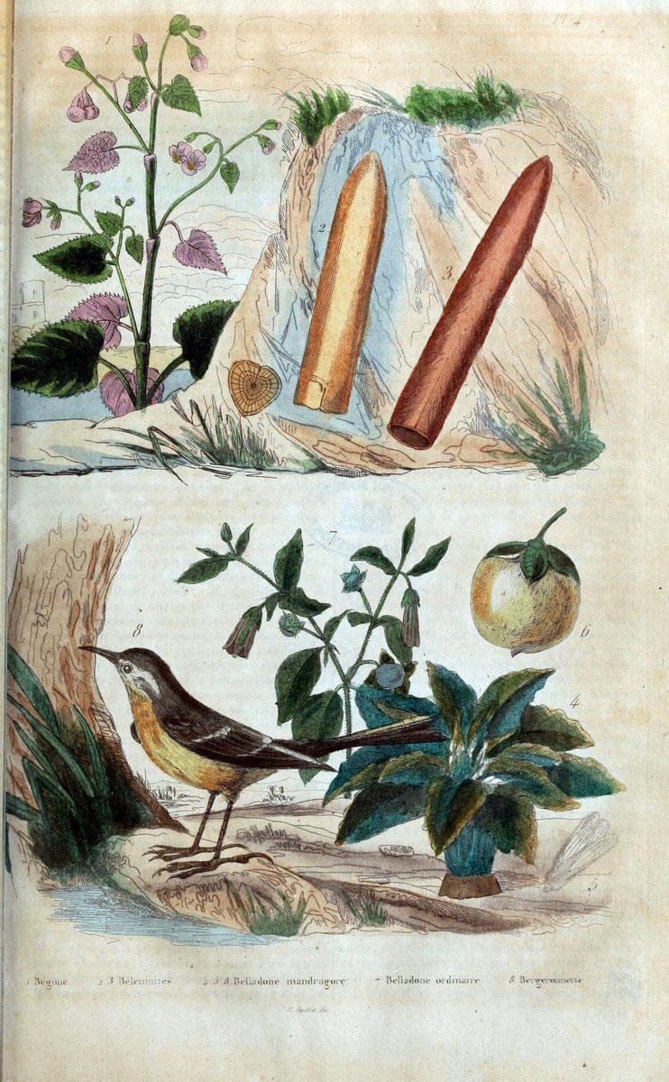 Dictionnaire pittoresque d'histoire naturelle et des phÃ©nomÃ¨nes de la nature. v.1Paris1833-[1840] |  | Vintage Print Reproduction 469957